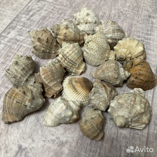 Ракушка рапан