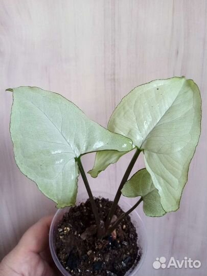 Сингониум Orm Nak, Nguengi laima, T24