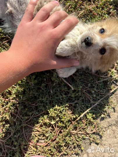 Собака в добрые руки отдам бесплатно