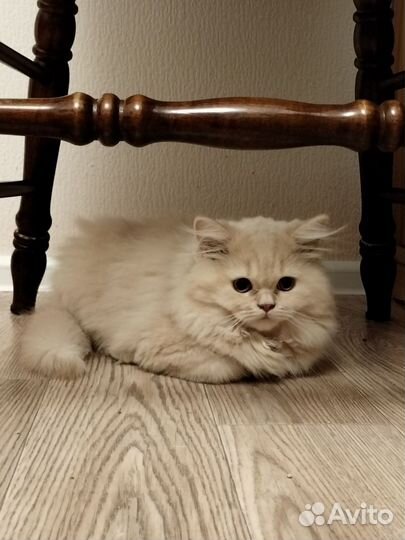 Британцы из питомника