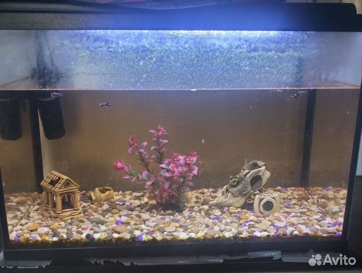 Аквариум