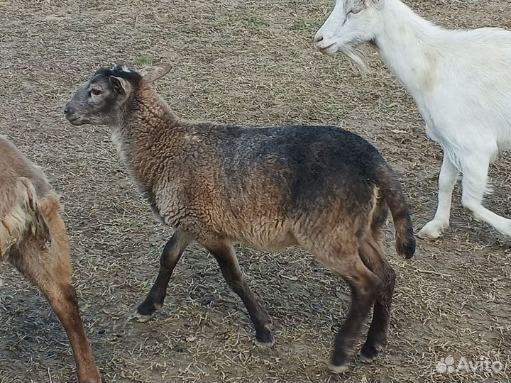 Катумский баранчик и курдючные ярочки
