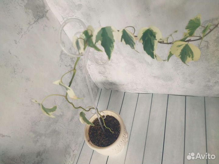 Плющ Канарский