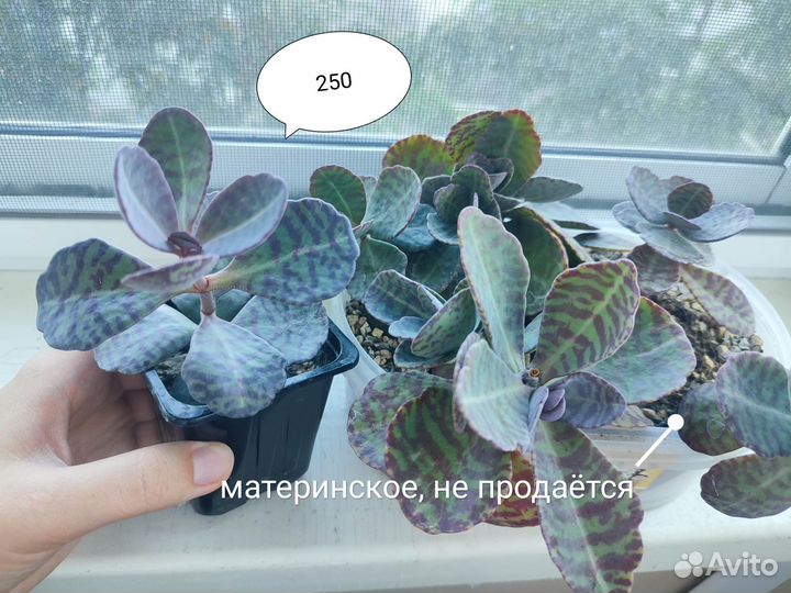 Суккуленты