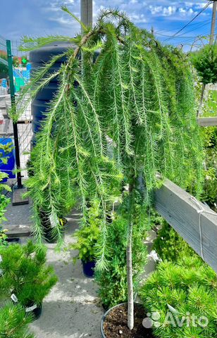 Лиственница на штамбе