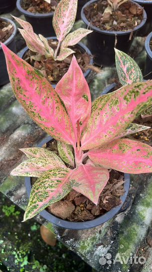 Андаонема Tamara. Тай