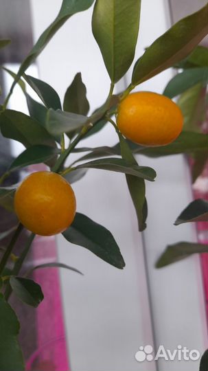 Кумкват сорт Маргарита