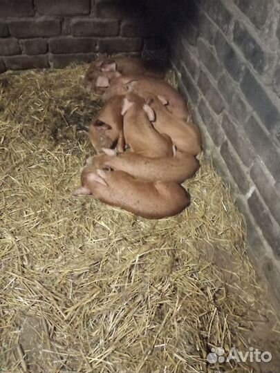 Поросята