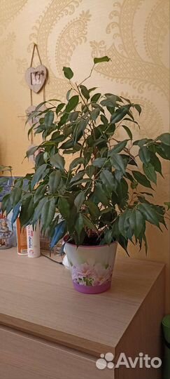 Комнатные растения - фикусы мелколистные