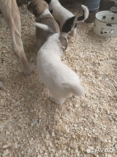 Щенки не чистокровные Среднеазиатская овчарка