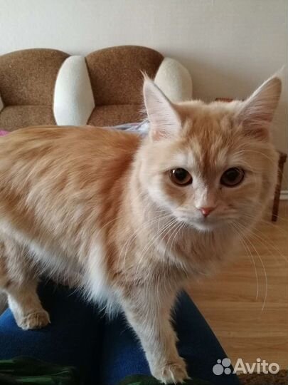 Отдам в добрые руки