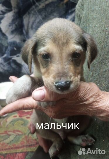 Щенки русской пегой гончей