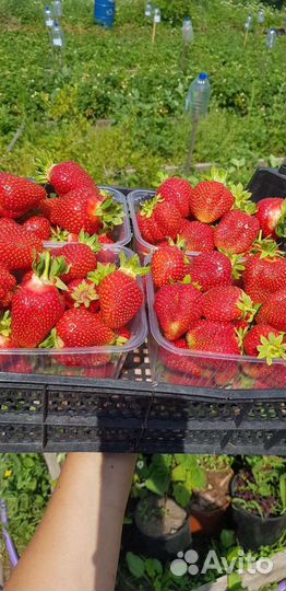 Саженцы клубники