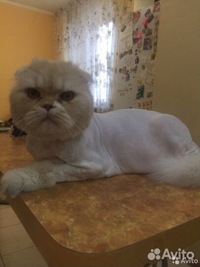 Стрижка кошек