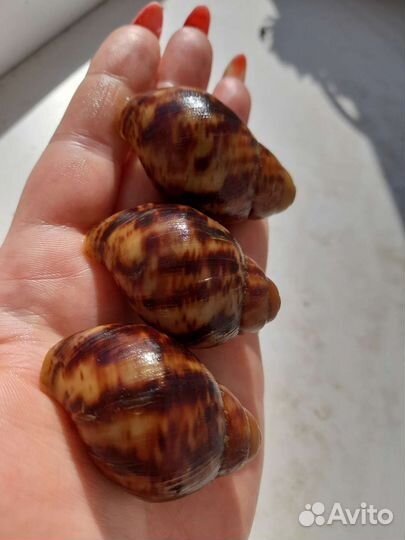 Арх.овум ульхауз