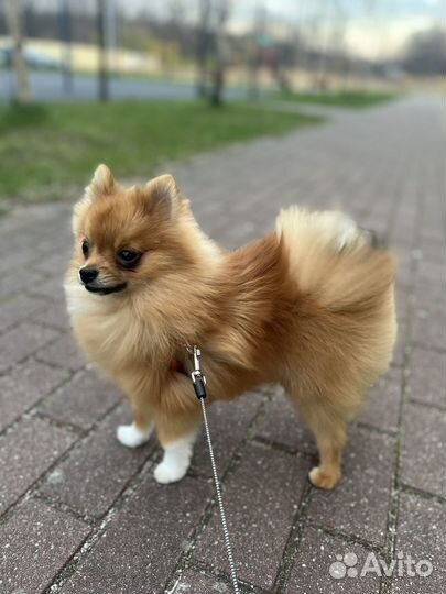 Мини шпиц вязка