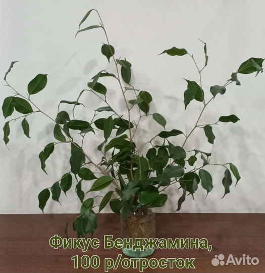 Цветы: хлорофитум,пеперомия,фикус,молочай, и др