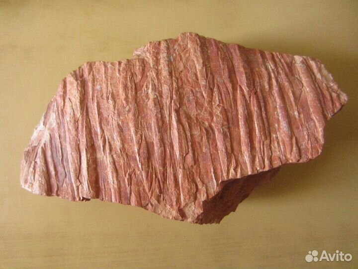 Окаменелость Окаменелое дерево. Кордаит