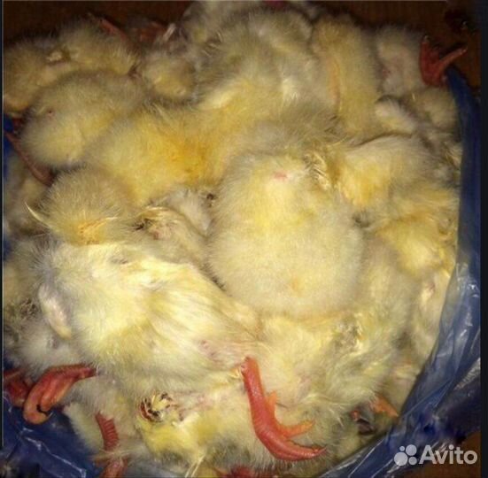 Суточные цыплята на корм животным