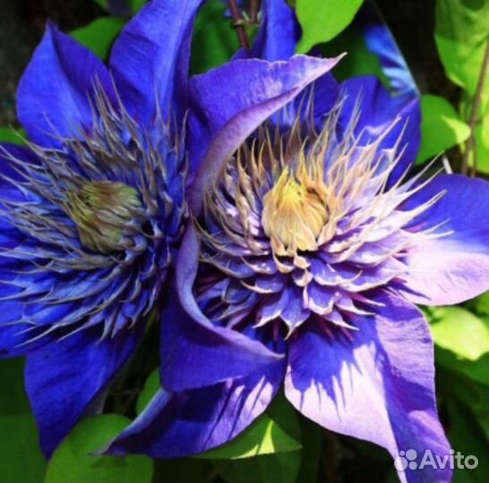 Саженцы клематиса 3 группы