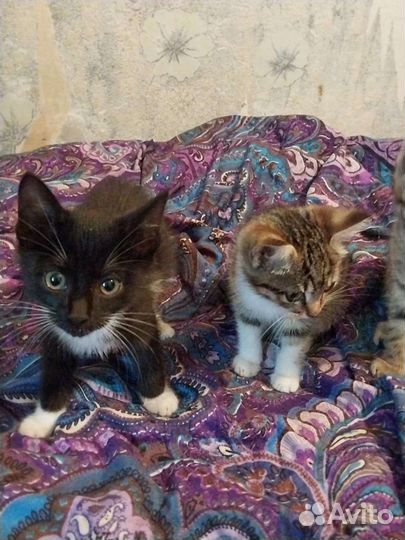 Котята ищут дом
