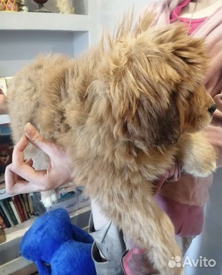 Тибетский мастиф