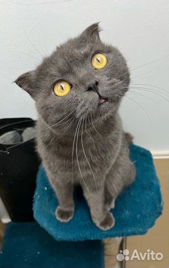 Вислоухий кот ищет дом