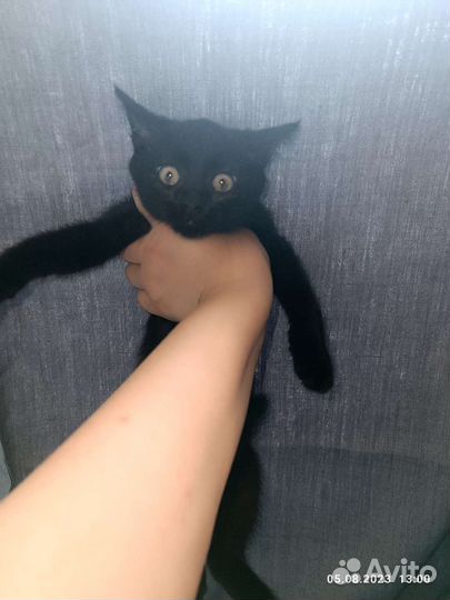 Черный котенок