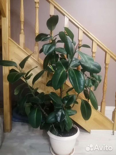 Фикус каучуконосный