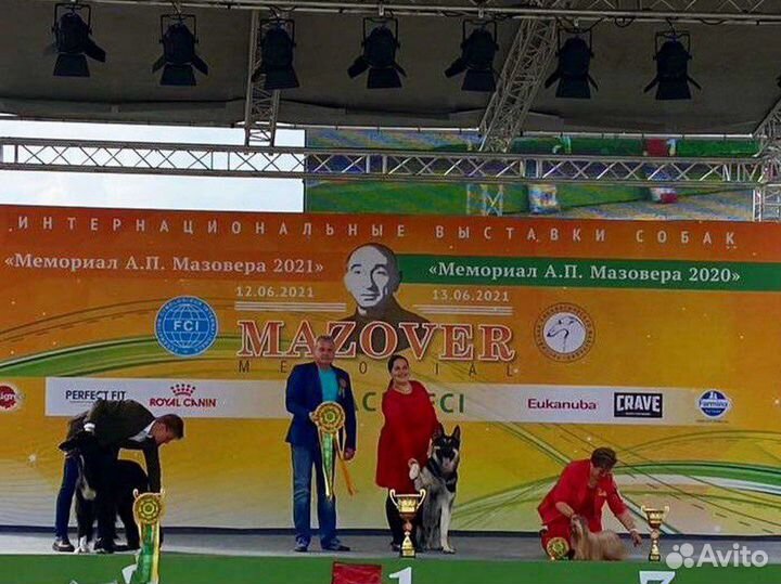 Кобель вео для вязки