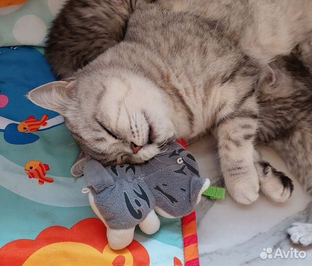 Милые добрые котята )