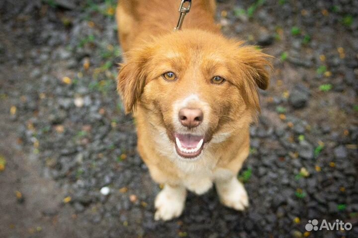 Собака в добрые руки