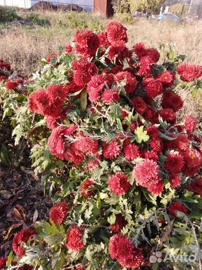 Хризантемы