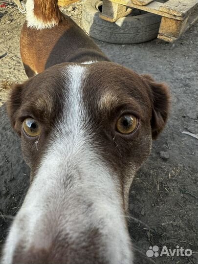 Маленькая собака