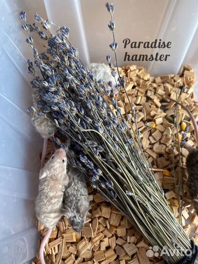 Мышки кучерявые