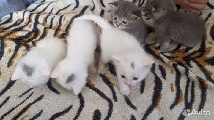 Отдам котят в добрые руки