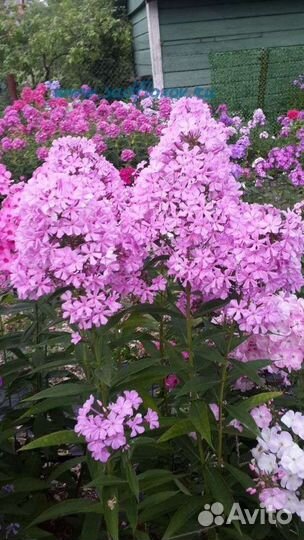 Флоксы сортовые