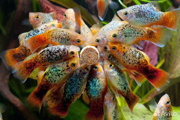 Все виды аквариумных рыбок