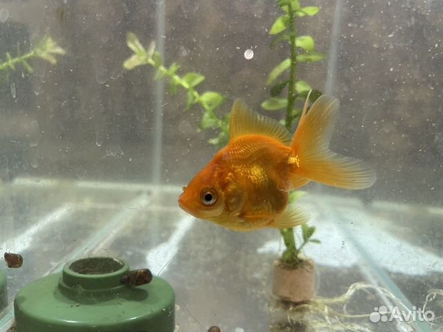 Золотая рыбка