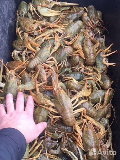 Раки Рыба Крабы