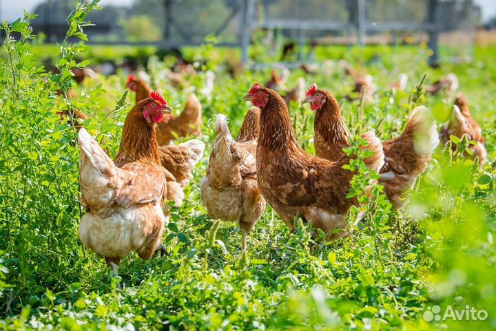 Комбикорм для кур