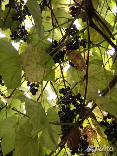 Саженцы винограда