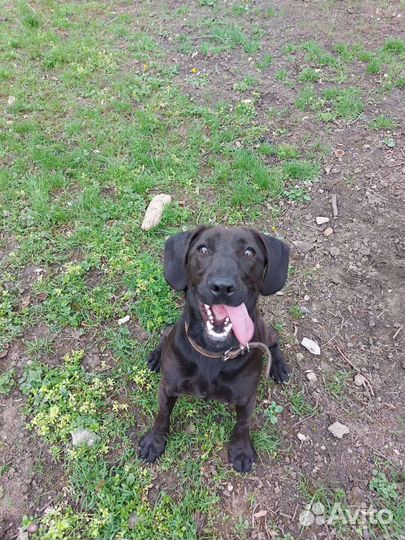 Собака в добрые руки