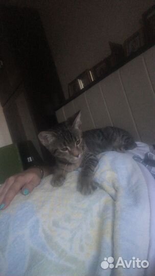 Отдам даром бесплатно в добрые руки