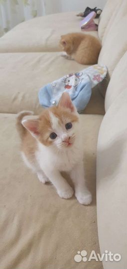 Кошки бесплатно