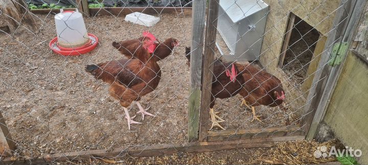 Петухи род-айленд