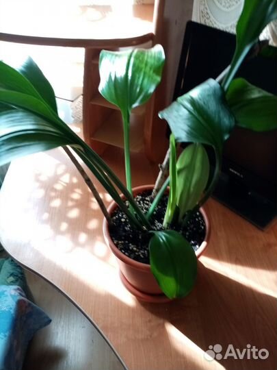 Комнатные цветы