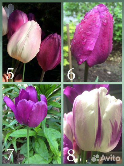 Луковичные, тюльпаны, нарциссы, птицемлечник