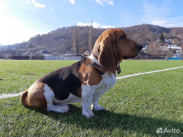 Бассет хаунд
