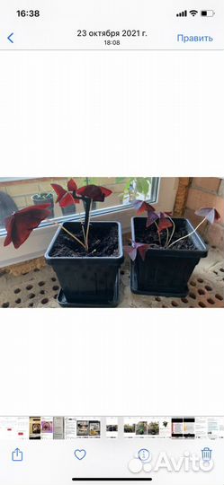 Комнатные растения